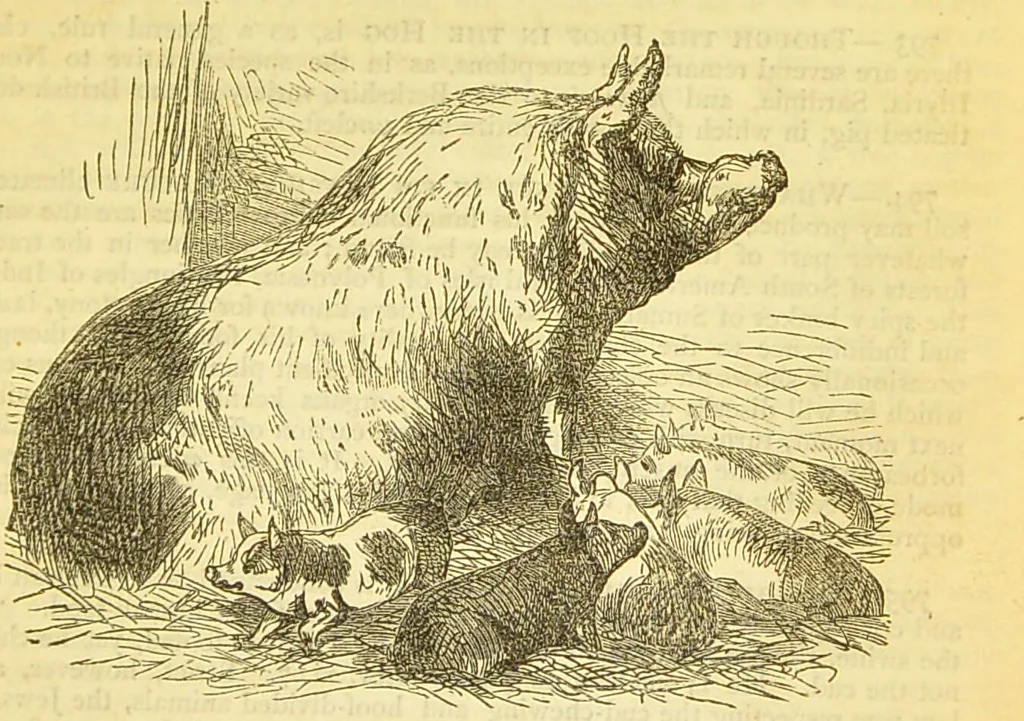 An illustration from The book of household management : comprising information for the mistress ... also, sanitary, medical, & legal memoranda; with a history of the origin, properties, and uses of all things connected with home life and comfort / by Mrs. Isabella Beeton., 1869, leaf 425