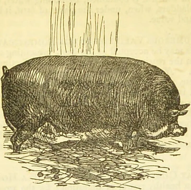 An illustration from The book of household management : comprising information for the mistress ... also, sanitary, medical, & legal memoranda; with a history of the origin, properties, and uses of all things connected with home life and comfort / by Mrs. Isabella Beeton., 1869, leaf 430