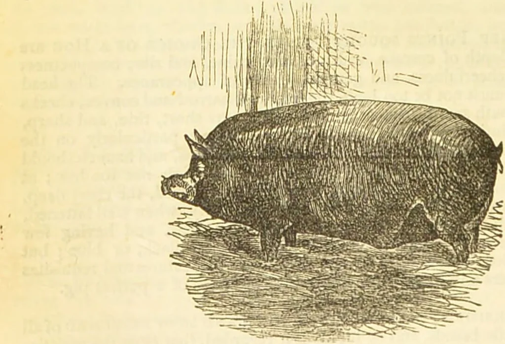An illustration from The book of household management : comprising information for the mistress ... also, sanitary, medical, & legal memoranda; with a history of the origin, properties, and uses of all things connected with home life and comfort / by Mrs. Isabella Beeton., 1869, leaf 430