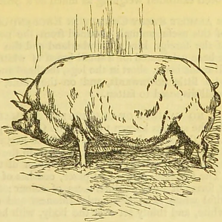 An illustration from The book of household management : comprising information for the mistress ... also, sanitary, medical, & legal memoranda; with a history of the origin, properties, and uses of all things connected with home life and comfort / by Mrs. Isabella Beeton., 1869, leaf 431