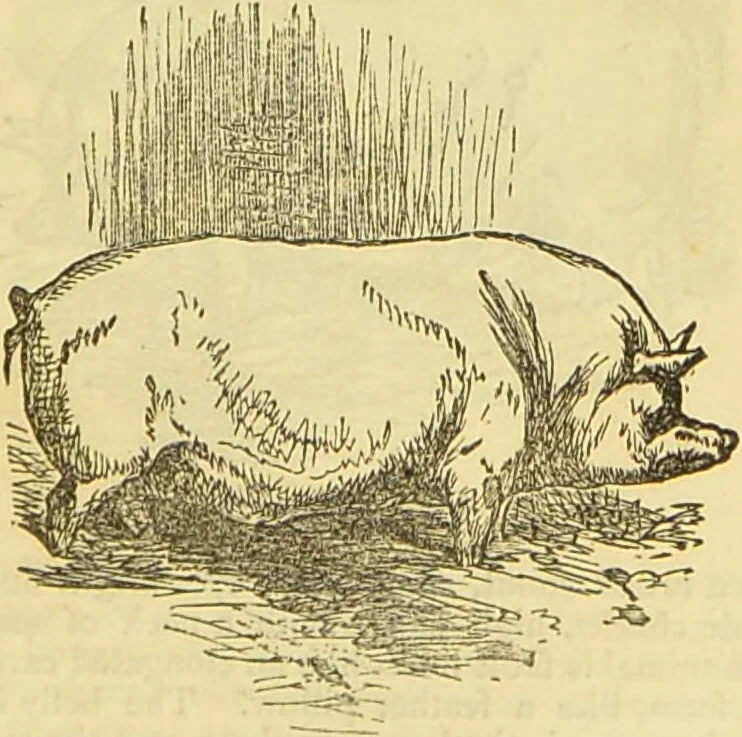An illustration from The book of household management : comprising information for the mistress ... also, sanitary, medical, & legal memoranda; with a history of the origin, properties, and uses of all things connected with home life and comfort / by Mrs. Isabella Beeton., 1869, leaf 431