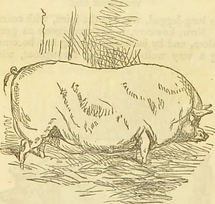 An illustration from The book of household management : comprising information for the mistress ... also, sanitary, medical, & legal memoranda; with a history of the origin, properties, and uses of all things connected with home life and comfort / by Mrs. Isabella Beeton., 1869, leaf 432