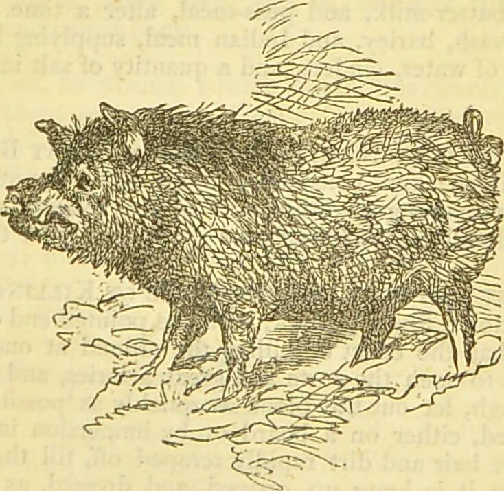 An illustration from The book of household management : comprising information for the mistress ... also, sanitary, medical, & legal memoranda; with a history of the origin, properties, and uses of all things connected with home life and comfort / by Mrs. Isabella Beeton., 1869, leaf 433