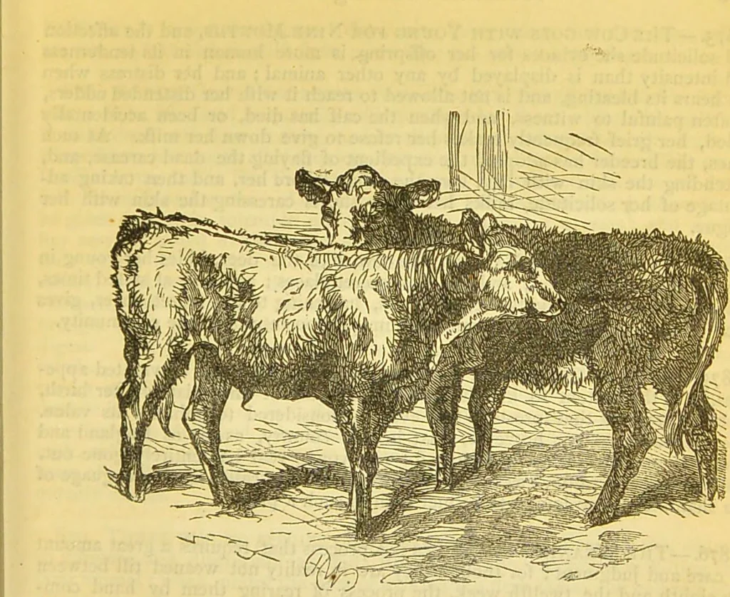 An illustration from The book of household management : comprising information for the mistress ... also, sanitary, medical, & legal memoranda; with a history of the origin, properties, and uses of all things connected with home life and comfort / by Mrs. Isabella Beeton., 1869, leaf 465