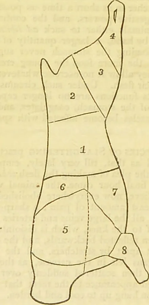An illustration from The book of household management : comprising information for the mistress ... also, sanitary, medical, & legal memoranda; with a history of the origin, properties, and uses of all things connected with home life and comfort / by Mrs. Isabella Beeton., 1869, leaf 468