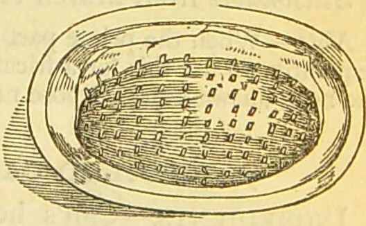 An illustration from The book of household management : comprising information for the mistress ... also, sanitary, medical, & legal memoranda; with a history of the origin, properties, and uses of all things connected with home life and comfort / by Mrs. Isabella Beeton., 1869, leaf 479
