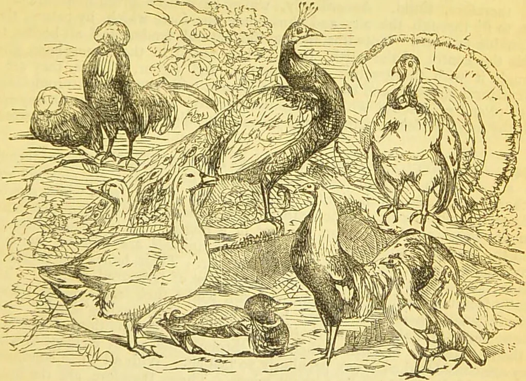 An illustration from The book of household management : comprising information for the mistress ... also, sanitary, medical, & legal memoranda; with a history of the origin, properties, and uses of all things connected with home life and comfort / by Mrs. Isabella Beeton., 1869, leaf 503