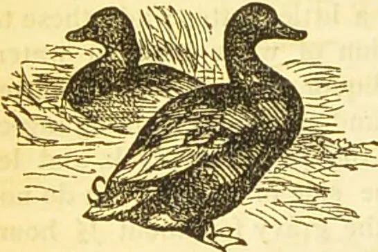 An illustration from The book of household management : comprising information for the mistress ... also, sanitary, medical, & legal memoranda; with a history of the origin, properties, and uses of all things connected with home life and comfort / by Mrs. Isabella Beeton., 1869, leaf 516