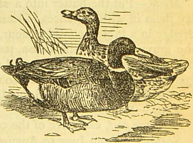 An illustration from The book of household management : comprising information for the mistress ... also, sanitary, medical, & legal memoranda; with a history of the origin, properties, and uses of all things connected with home life and comfort / by Mrs. Isabella Beeton., 1869, leaf 517