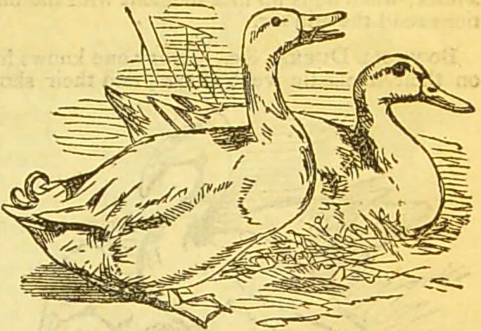 An illustration from The book of household management : comprising information for the mistress ... also, sanitary, medical, & legal memoranda; with a history of the origin, properties, and uses of all things connected with home life and comfort / by Mrs. Isabella Beeton., 1869, leaf 519