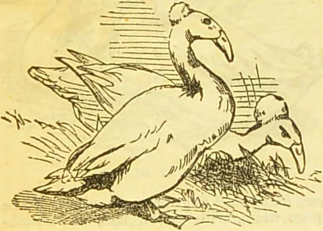 An illustration from The book of household management : comprising information for the mistress ... also, sanitary, medical, & legal memoranda; with a history of the origin, properties, and uses of all things connected with home life and comfort / by Mrs. Isabella Beeton., 1869, leaf 520