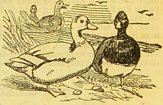 An illustration from The book of household management : comprising information for the mistress ... also, sanitary, medical, & legal memoranda; with a history of the origin, properties, and uses of all things connected with home life and comfort / by Mrs. Isabella Beeton., 1869, leaf 521