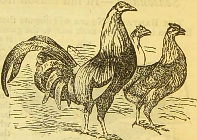 An illustration from The book of household management : comprising information for the mistress ... also, sanitary, medical, & legal memoranda; with a history of the origin, properties, and uses of all things connected with home life and comfort / by Mrs. Isabella Beeton., 1869, leaf 523