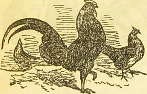 An illustration from The book of household management : comprising information for the mistress ... also, sanitary, medical, & legal memoranda; with a history of the origin, properties, and uses of all things connected with home life and comfort / by Mrs. Isabella Beeton., 1869, leaf 524
