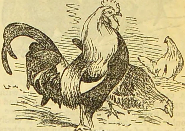 An illustration from The book of household management : comprising information for the mistress ... also, sanitary, medical, & legal memoranda; with a history of the origin, properties, and uses of all things connected with home life and comfort / by Mrs. Isabella Beeton., 1869, leaf 525