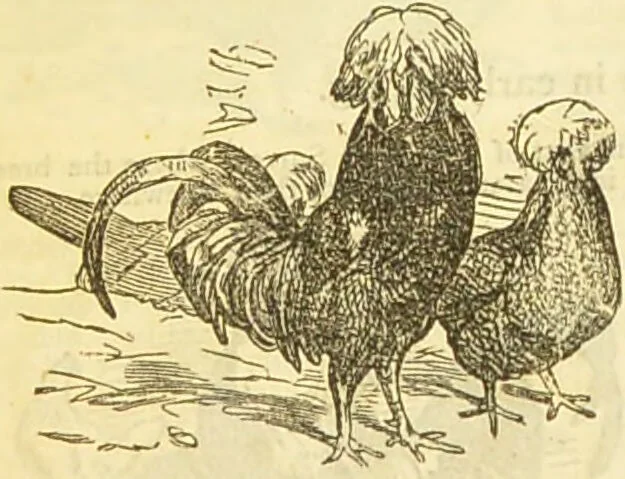 An illustration from The book of household management : comprising information for the mistress ... also, sanitary, medical, & legal memoranda; with a history of the origin, properties, and uses of all things connected with home life and comfort / by Mrs. Isabella Beeton., 1869, leaf 526