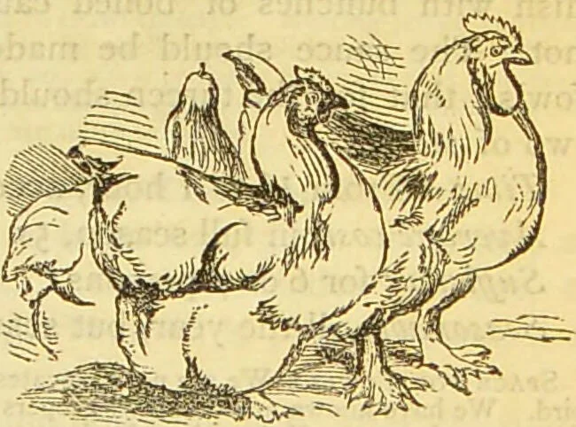 An illustration from The book of household management : comprising information for the mistress ... also, sanitary, medical, & legal memoranda; with a history of the origin, properties, and uses of all things connected with home life and comfort / by Mrs. Isabella Beeton., 1869, leaf 527