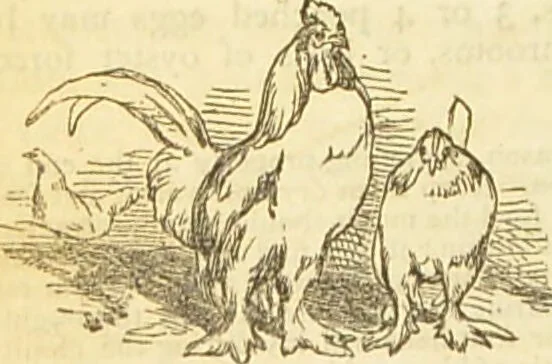 An illustration from The book of household management : comprising information for the mistress ... also, sanitary, medical, & legal memoranda; with a history of the origin, properties, and uses of all things connected with home life and comfort / by Mrs. Isabella Beeton., 1869, leaf 538