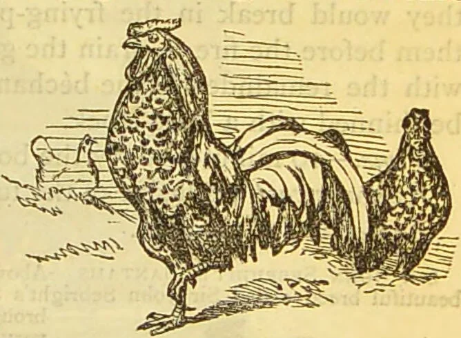 An illustration from The book of household management : comprising information for the mistress ... also, sanitary, medical, & legal memoranda; with a history of the origin, properties, and uses of all things connected with home life and comfort / by Mrs. Isabella Beeton., 1869, leaf 539