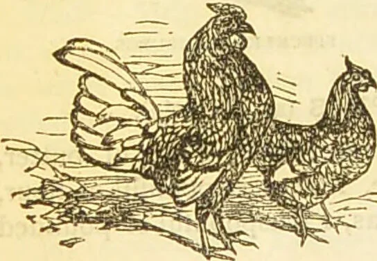 An illustration from The book of household management : comprising information for the mistress ... also, sanitary, medical, & legal memoranda; with a history of the origin, properties, and uses of all things connected with home life and comfort / by Mrs. Isabella Beeton., 1869, leaf 540
