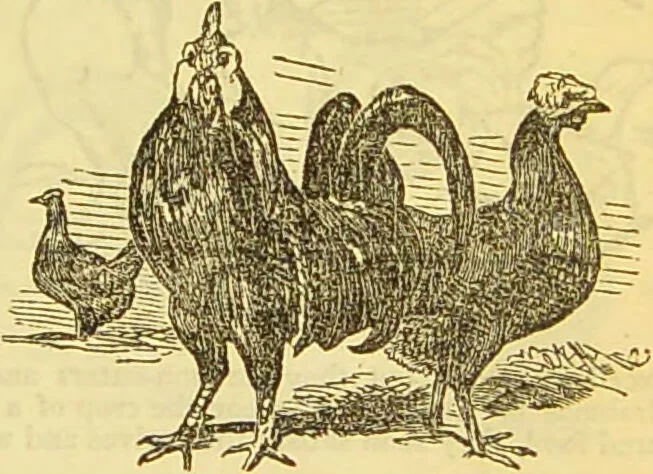 An illustration from The book of household management : comprising information for the mistress ... also, sanitary, medical, & legal memoranda; with a history of the origin, properties, and uses of all things connected with home life and comfort / by Mrs. Isabella Beeton., 1869, leaf 543