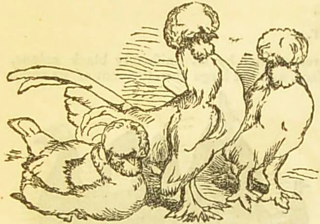 An illustration from The book of household management : comprising information for the mistress ... also, sanitary, medical, & legal memoranda; with a history of the origin, properties, and uses of all things connected with home life and comfort / by Mrs. Isabella Beeton., 1869, leaf 544
