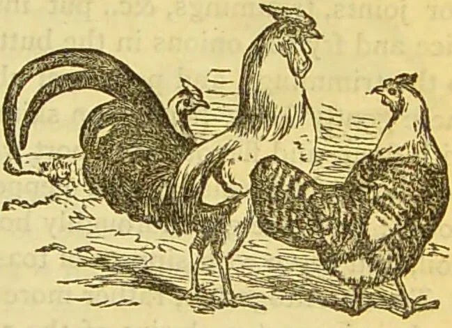 An illustration from The book of household management : comprising information for the mistress ... also, sanitary, medical, & legal memoranda; with a history of the origin, properties, and uses of all things connected with home life and comfort / by Mrs. Isabella Beeton., 1869, leaf 545