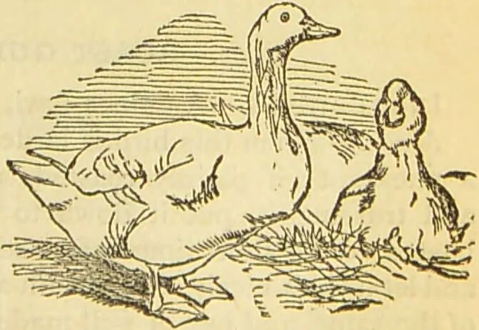 An illustration from The book of household management : comprising information for the mistress ... also, sanitary, medical, & legal memoranda; with a history of the origin, properties, and uses of all things connected with home life and comfort / by Mrs. Isabella Beeton., 1869, leaf 547