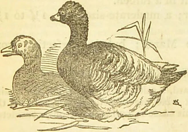 An illustration from The book of household management : comprising information for the mistress ... also, sanitary, medical, & legal memoranda; with a history of the origin, properties, and uses of all things connected with home life and comfort / by Mrs. Isabella Beeton., 1869, leaf 548