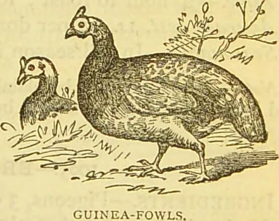 An illustration from The book of household management : comprising information for the mistress ... also, sanitary, medical, & legal memoranda; with a history of the origin, properties, and uses of all things connected with home life and comfort / by Mrs. Isabella Beeton., 1869, leaf 549