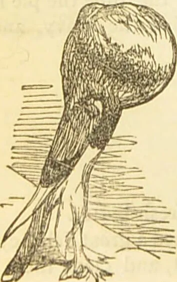 An illustration from The book of household management : comprising information for the mistress ... also, sanitary, medical, & legal memoranda; with a history of the origin, properties, and uses of all things connected with home life and comfort / by Mrs. Isabella Beeton., 1869, leaf 550
