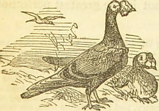 An illustration from The book of household management : comprising information for the mistress ... also, sanitary, medical, & legal memoranda; with a history of the origin, properties, and uses of all things connected with home life and comfort / by Mrs. Isabella Beeton., 1869, leaf 552