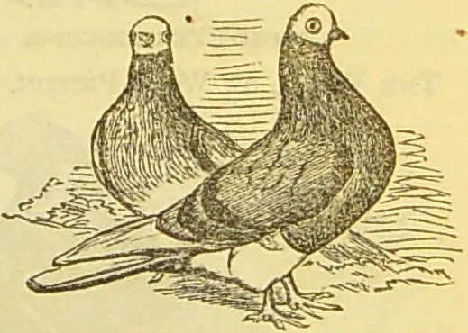 An illustration from The book of household management : comprising information for the mistress ... also, sanitary, medical, & legal memoranda; with a history of the origin, properties, and uses of all things connected with home life and comfort / by Mrs. Isabella Beeton., 1869, leaf 553