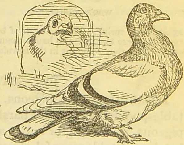 An illustration from The book of household management : comprising information for the mistress ... also, sanitary, medical, & legal memoranda; with a history of the origin, properties, and uses of all things connected with home life and comfort / by Mrs. Isabella Beeton., 1869, leaf 553