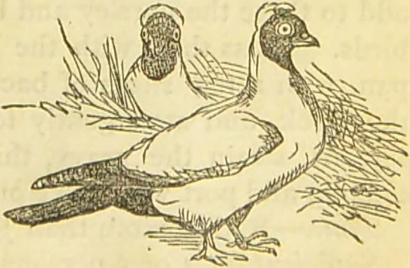 An illustration from The book of household management : comprising information for the mistress ... also, sanitary, medical, & legal memoranda; with a history of the origin, properties, and uses of all things connected with home life and comfort / by Mrs. Isabella Beeton., 1869, leaf 553