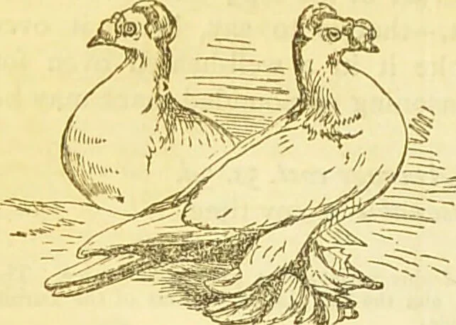 An illustration from The book of household management : comprising information for the mistress ... also, sanitary, medical, & legal memoranda; with a history of the origin, properties, and uses of all things connected with home life and comfort / by Mrs. Isabella Beeton., 1869, leaf 554