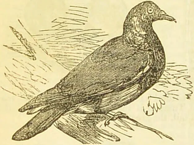 An illustration from The book of household management : comprising information for the mistress ... also, sanitary, medical, & legal memoranda; with a history of the origin, properties, and uses of all things connected with home life and comfort / by Mrs. Isabella Beeton., 1869, leaf 554