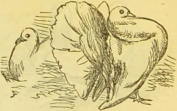 An illustration from The book of household management : comprising information for the mistress ... also, sanitary, medical, & legal memoranda; with a history of the origin, properties, and uses of all things connected with home life and comfort / by Mrs. Isabella Beeton., 1869, leaf 555