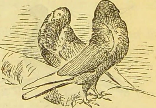 An illustration from The book of household management : comprising information for the mistress ... also, sanitary, medical, & legal memoranda; with a history of the origin, properties, and uses of all things connected with home life and comfort / by Mrs. Isabella Beeton., 1869, leaf 555