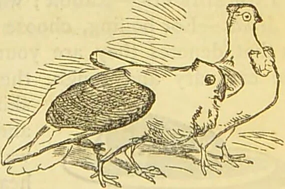 An illustration from The book of household management : comprising information for the mistress ... also, sanitary, medical, & legal memoranda; with a history of the origin, properties, and uses of all things connected with home life and comfort / by Mrs. Isabella Beeton., 1869, leaf 555