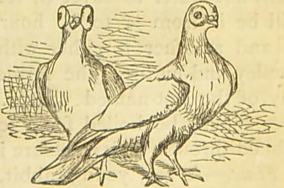 An illustration from The book of household management : comprising information for the mistress ... also, sanitary, medical, & legal memoranda; with a history of the origin, properties, and uses of all things connected with home life and comfort / by Mrs. Isabella Beeton., 1869, leaf 555