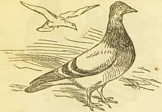 An illustration from The book of household management : comprising information for the mistress ... also, sanitary, medical, & legal memoranda; with a history of the origin, properties, and uses of all things connected with home life and comfort / by Mrs. Isabella Beeton., 1869, leaf 556