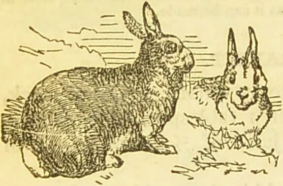 An illustration from The book of household management : comprising information for the mistress ... also, sanitary, medical, & legal memoranda; with a history of the origin, properties, and uses of all things connected with home life and comfort / by Mrs. Isabella Beeton., 1869, leaf 558