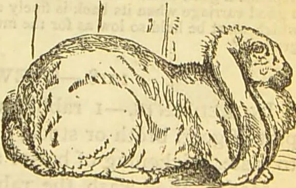 An illustration from The book of household management : comprising information for the mistress ... also, sanitary, medical, & legal memoranda; with a history of the origin, properties, and uses of all things connected with home life and comfort / by Mrs. Isabella Beeton., 1869, leaf 561