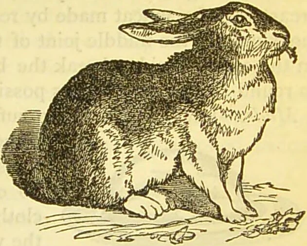 An illustration from The book of household management : comprising information for the mistress ... also, sanitary, medical, & legal memoranda; with a history of the origin, properties, and uses of all things connected with home life and comfort / by Mrs. Isabella Beeton., 1869, leaf 563