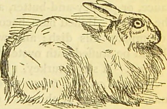 An illustration from The book of household management : comprising information for the mistress ... also, sanitary, medical, & legal memoranda; with a history of the origin, properties, and uses of all things connected with home life and comfort / by Mrs. Isabella Beeton., 1869, leaf 563