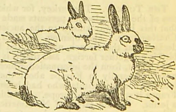 An illustration from The book of household management : comprising information for the mistress ... also, sanitary, medical, & legal memoranda; with a history of the origin, properties, and uses of all things connected with home life and comfort / by Mrs. Isabella Beeton., 1869, leaf 563