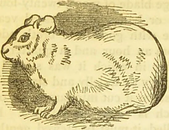 An illustration from The book of household management : comprising information for the mistress ... also, sanitary, medical, & legal memoranda; with a history of the origin, properties, and uses of all things connected with home life and comfort / by Mrs. Isabella Beeton., 1869, leaf 572