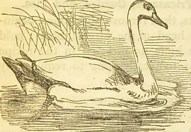 An illustration from The book of household management : comprising information for the mistress ... also, sanitary, medical, & legal memoranda; with a history of the origin, properties, and uses of all things connected with home life and comfort / by Mrs. Isabella Beeton., 1869, leaf 572