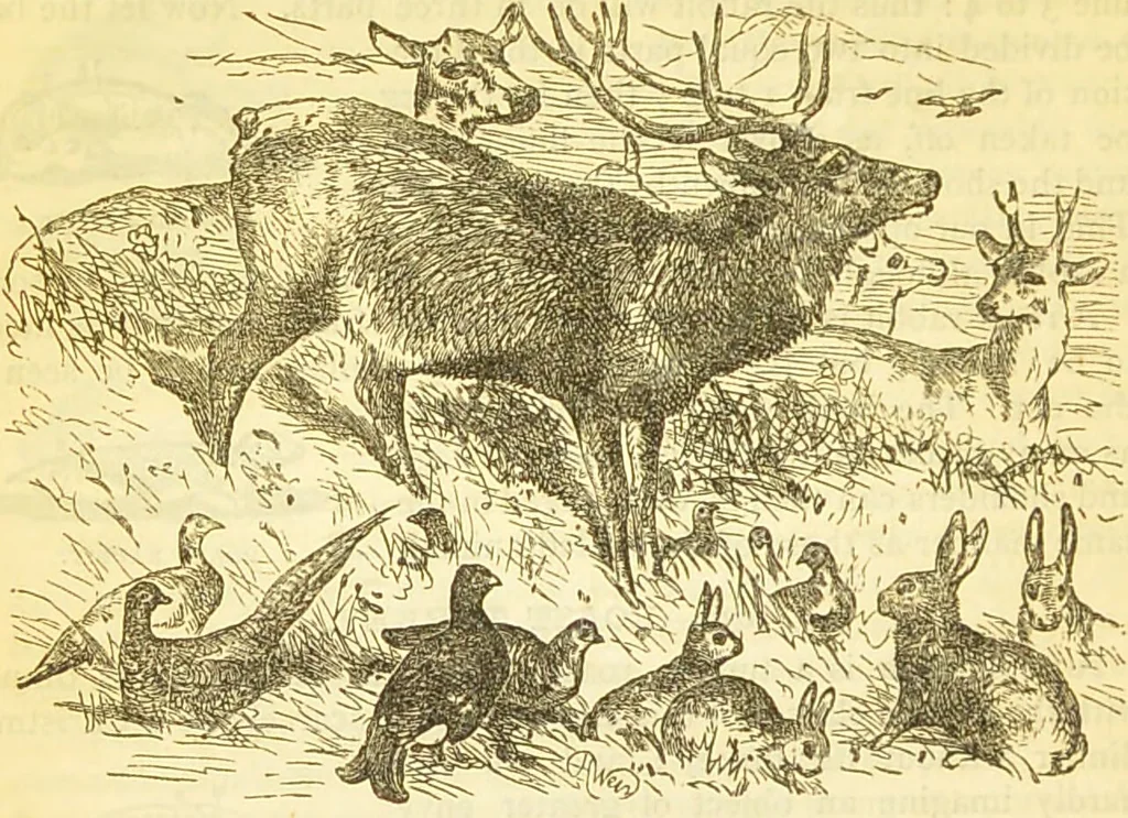 An illustration from The book of household management : comprising information for the mistress ... also, sanitary, medical, & legal memoranda; with a history of the origin, properties, and uses of all things connected with home life and comfort / by Mrs. Isabella Beeton., 1869, leaf 578